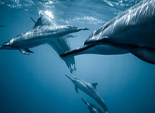 kaiyun-谢智杰很好地展现了自己打一号位的能力 北京队犯了更多的错误